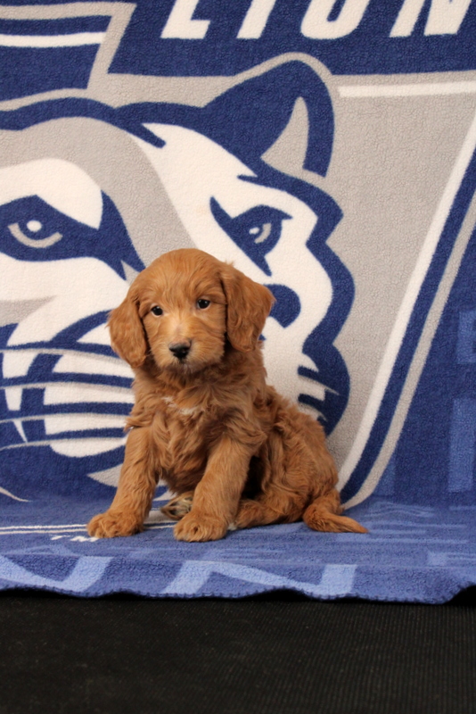 puppy, for, sale, Mini Goldendoodle F1B, Matthew B. Stoltzfus, dog, breeder, Gap, PA, dog-breeder, puppy-for-sale, forsale, nearby, find, puppyfind, locator, puppylocator, aca